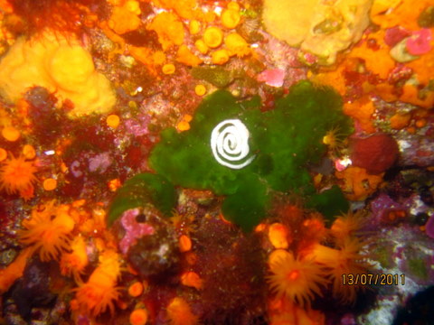 Uova di Discodoris atromaculata